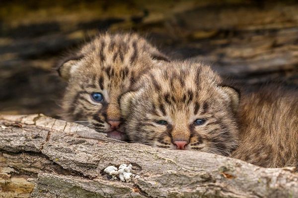 Minnesota-Pine County Bobcat kittens close-up